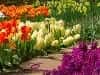 Screenshot van Flower Garden 2