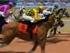 Screenshot van Paardenrace